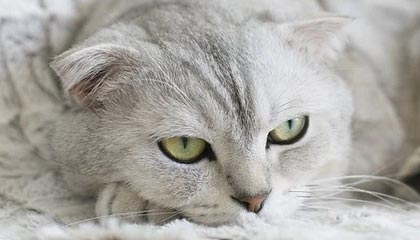 MK手机客户端-蝶泳50米划频冠军仅用24次，蝶泳50米记录